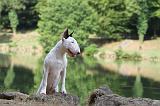 BULL TERRIER 004